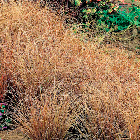 Unbranded Grasses Ornamental Buchananii (Carex) Pack of 3