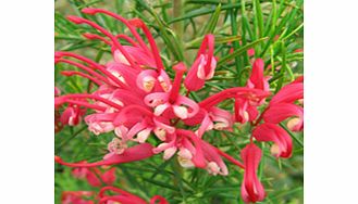 Unbranded Grevillea Plant - Canberra Gem