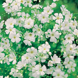 Gypsophila Covent Garden White Seeds