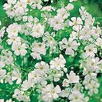 Unbranded Gypsophila Elegans Alba Covent Garden Strain