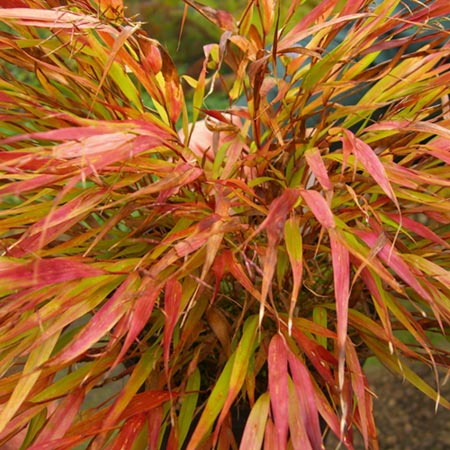 Unbranded Hakonechloa Nicolas Plants Pack of 3 Potted Plants