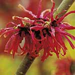 Unbranded Hamamelis Diana Plant