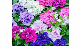 Unbranded Hanging Basket - Petunia Tumbelina Fragrant Mix