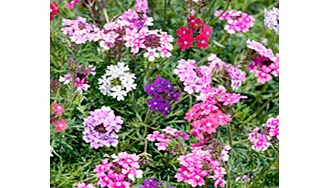 Unbranded Hanging Basket - Verbena Mix