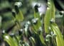 Harts Tongue Fern