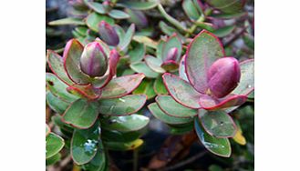 Dense blue-grey leaves margined red in winter. Lilac-white flowers. RHS Award of Garden Merit winner. Height 45cm (18); spread 60cm (24). Supplied in a 2-3 litre pot.Dwarf shrubEvergreenFertile moist well-drained soilFrost hardyFull sunBUY ANY 3 AND 