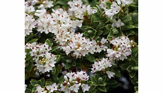 Unbranded Hebe Plant - Pinguifolia Sutherlandii