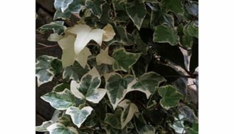 Grey-green leaf margined white. RHS Award of Garden Merit winner. Height 2m (6). Supplied in a 2-3 litre pot.Alkaline lovingClimberEvergreenFertile moist well-drained soilFrost hardyBUY ANY 3 AND SAVE 20.00! (Please note: Offer applies only for plant