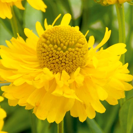 Unbranded Helenium Double Trouble Plants Pack of 3 Pot