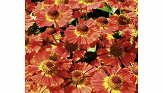 Unbranded Helenium Plant - Salsa