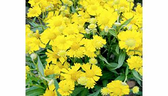 Unbranded Helenium Plant - Sombrero