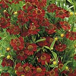 Unbranded Helenium Ruby Dwarf