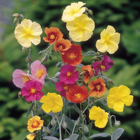 Unbranded Helianthemum Mixed Seeds Average Seeds 300