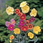 Unbranded Helianthemum Mixed Seeds