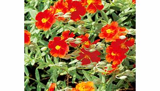 Unbranded Helianthemum Plant - Fire Dragon