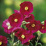 Unbranded Helianthemum Razzle Dazzle Plants 488561.htm