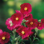 Unbranded Helianthemum Razzle Dazzle Plants