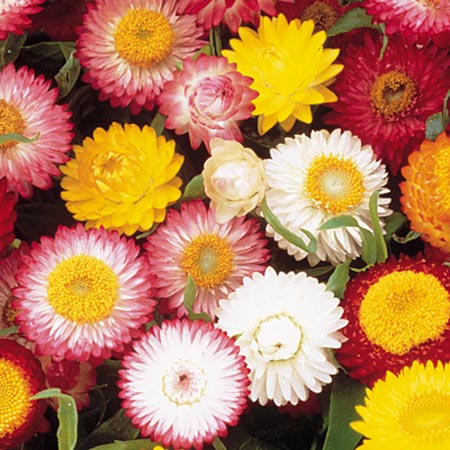 Unbranded Helichrysum Dwarf Chico Mixed Seeds Average