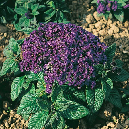 Unbranded Heliotrope Marine Seeds Average Seeds 500