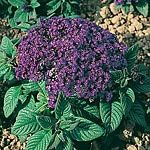 Unbranded Heliotrope Mini Marine Seeds