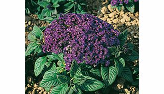 Unbranded Heliotrope Seeds - Marine