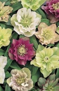 Unbranded Hellebore Double Queen x 5 plants