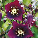 Unbranded Helleborus blue Lady