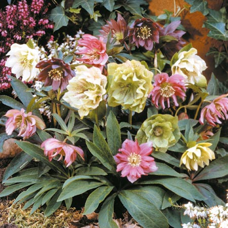 Unbranded Helleborus Double Queen Mix Plants Pack of 3 Pot