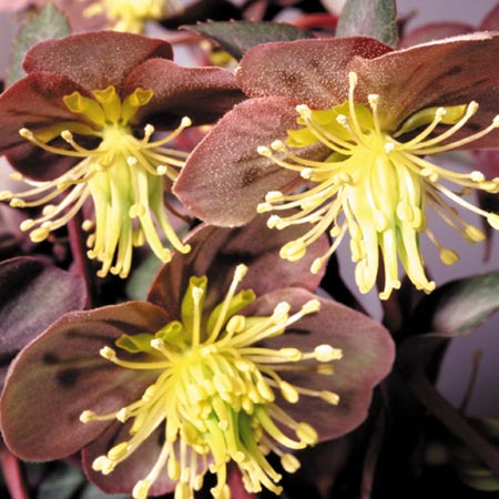 Unbranded Helleborus Elegance Seeds 10 seeds