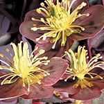 Unbranded Helleborus Elegance Seeds