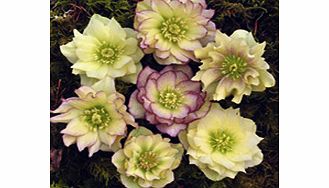 Unbranded Helleborus Golden Lotus