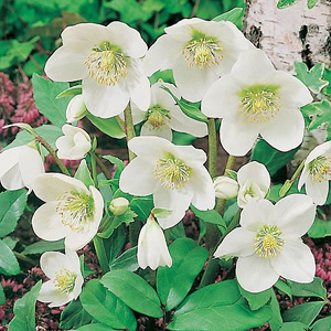 Unbranded Helleborus Niger Christmas Seeds