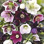 Unbranded Helleborus orientalis Lady Mixed Plants