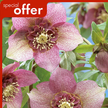 Unbranded Helleborus Orientalis Tutu Plant 1 x 7cm Pot Plant