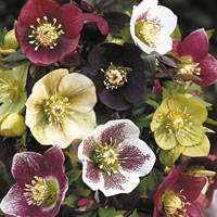 Unbranded Helleborus Orientalis