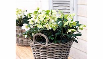 Unbranded Helleborus Plant - Niger