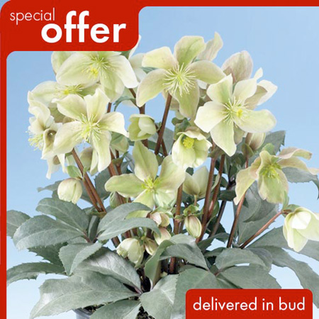 Unbranded Helleborus Winter Sunshine Plants 1 x 3 litre