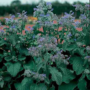 Unbranded Herb Borage Seeds