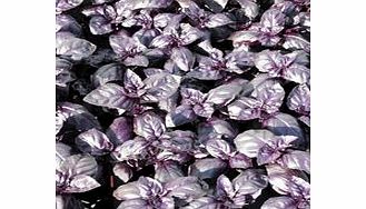 Unbranded Herb Seeds - Basil Summer Surprise