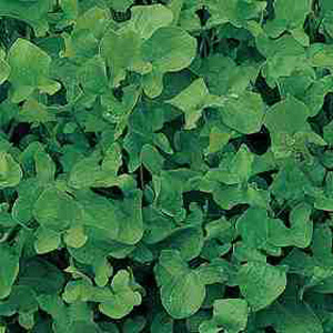 Unbranded Herb Sorrel Seeds