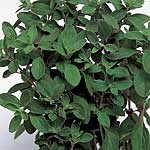 Unbranded Herbs: Sweet Marjoram Seeds