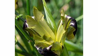 Unbranded Hermodactylus tuberosus Bare Root Plants - Widow