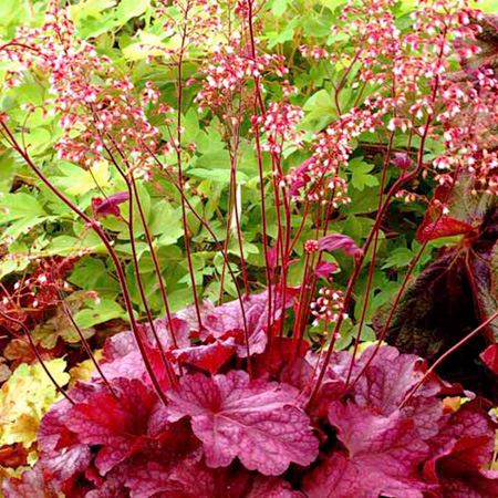 Unbranded Heuchera Berry Smoothie Plants Pack of 3 Pot