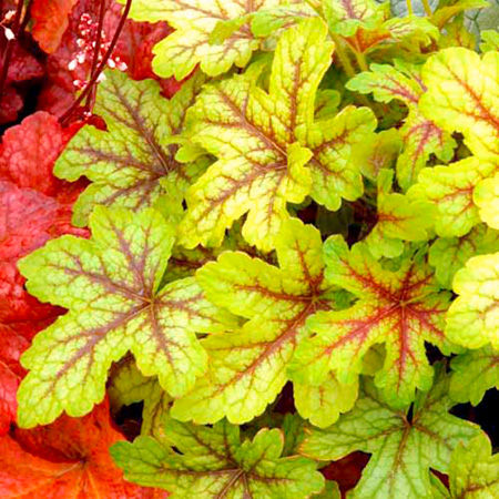 Unbranded Heucherella Alabama Sunrise Plants Pack of 3 Pot