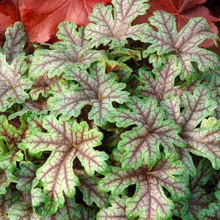 Unbranded Heucherella Tapestry Plants Pack of 3 Pot Ready