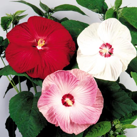 Unbranded Hibiscus Carolina Mix Seeds 10 seeds