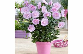 Unbranded Hibiscus Chiffon Plant - Lavender