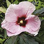 Unbranded Hibiscus Kopper King