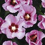 Unbranded Hibiscus Woodbridge Shrub