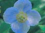 Himalayan Blue Poppy